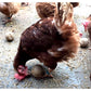 Feldy - Chicken Pecker Balls (6 Pack) - Buy Online SPR Centre UK