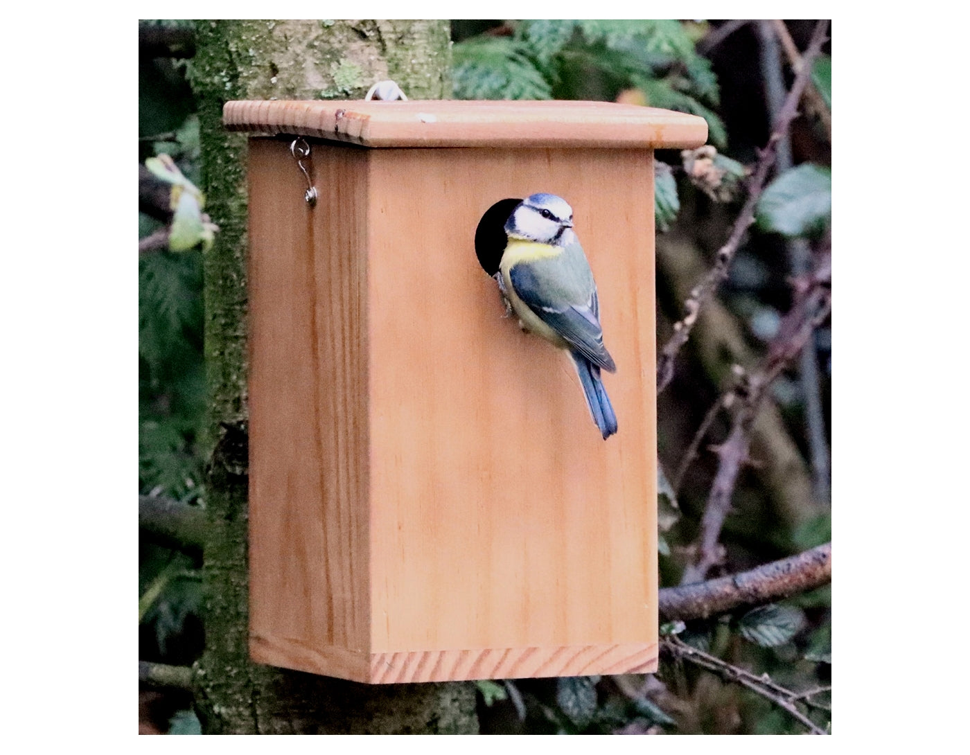 Henry Bell - Wild Bird Nest Box