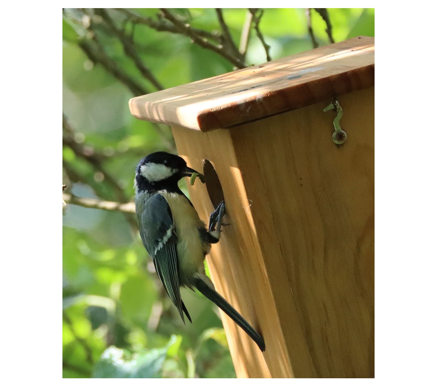 Henry Bell - Wild Bird Nest Box