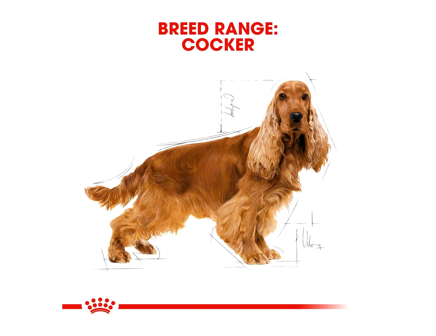 Royal Canin - Cocker Adult - 3kg