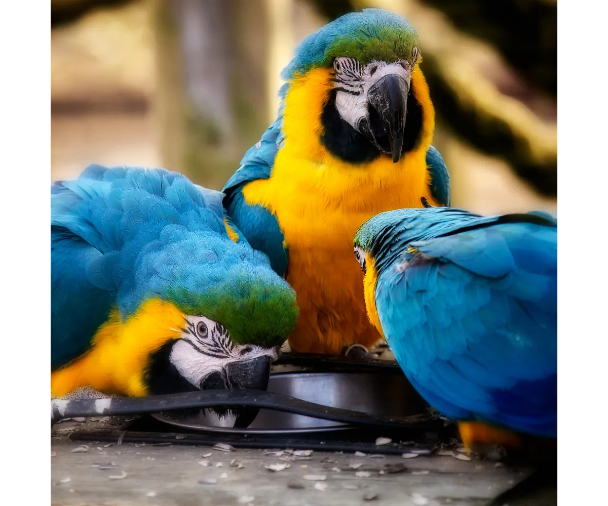 SkyGold - Oasis Parrot Food 2.5kg Tub - Buy Online SPR Centre UK