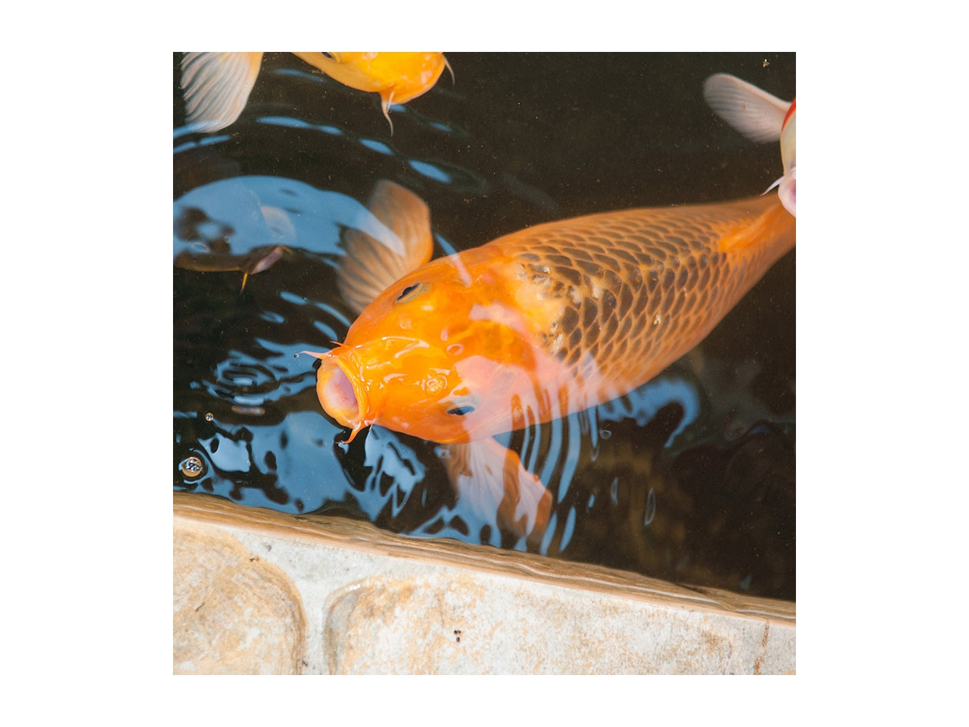 Tetra - Pond Sticks - 780g