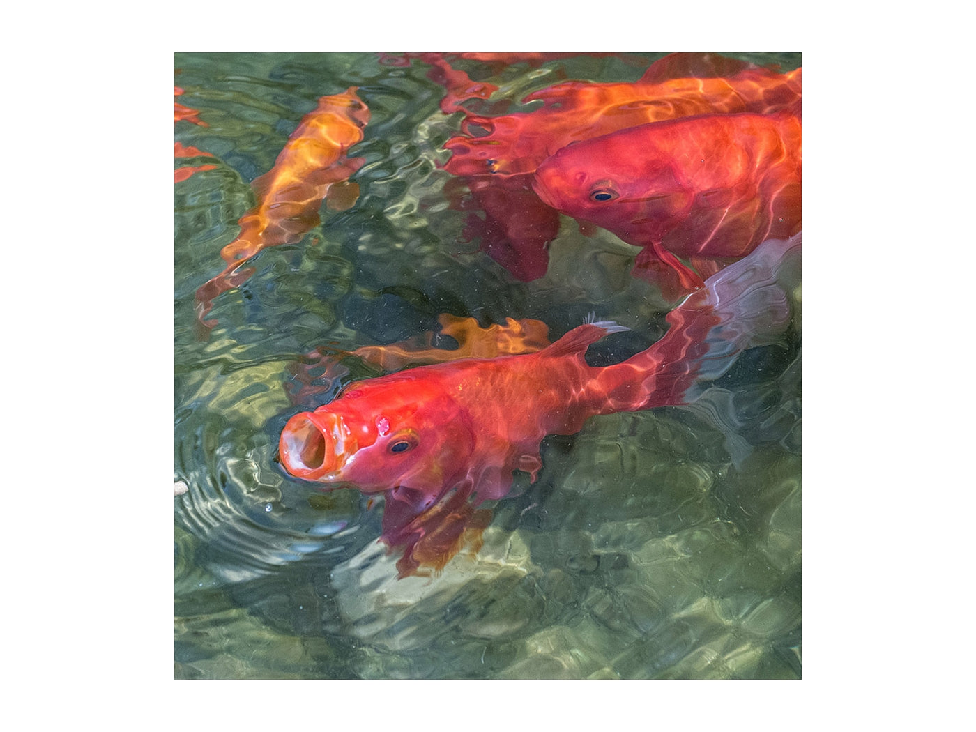 Tetra Pond - Variety Sticks - 600g