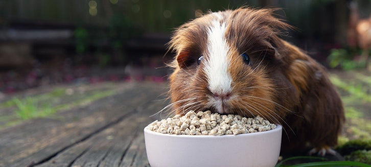 Guinea Pig Food - Buy Online SPR Centre UK - Healthy Guinea Pig Snack Online
