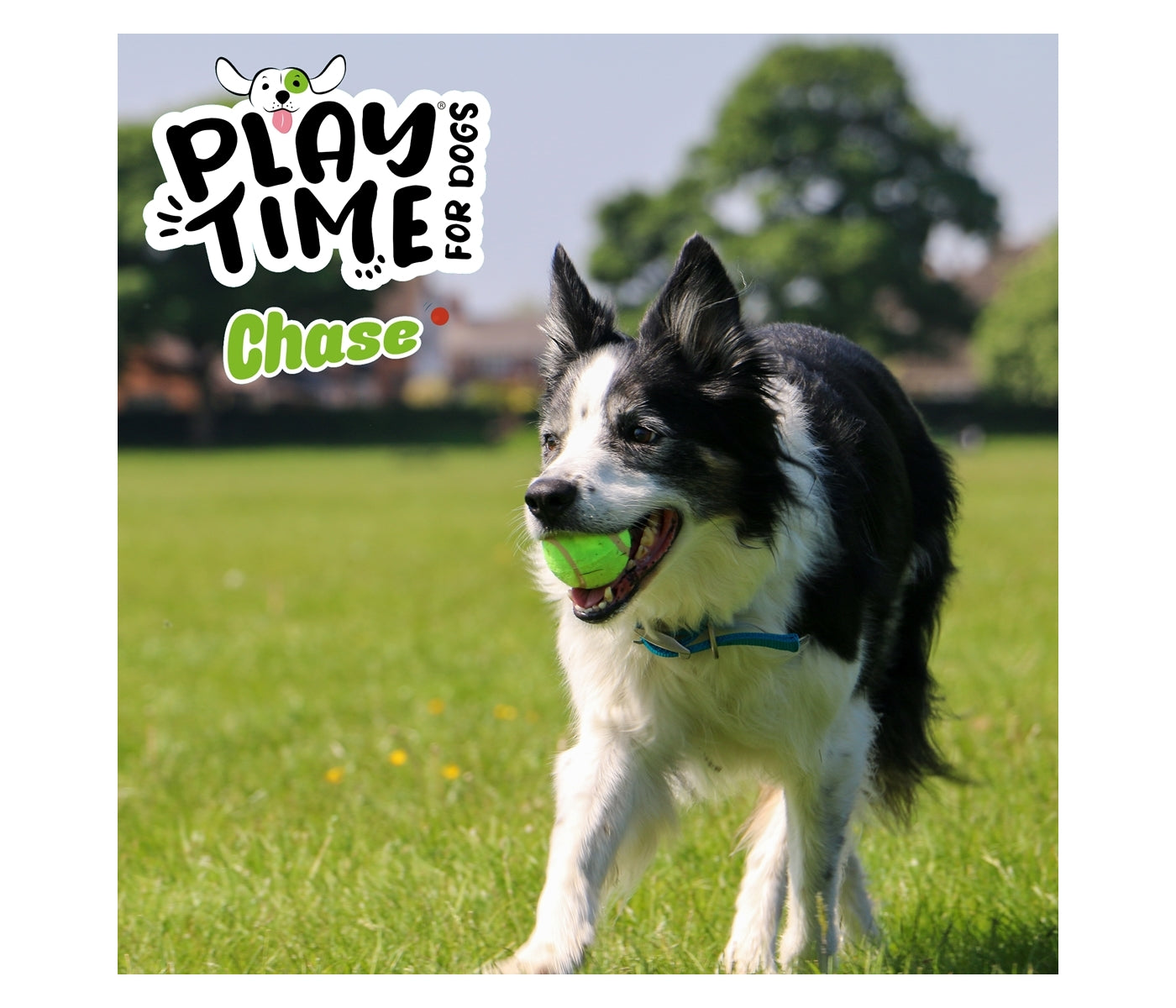 Ancol - Chase Tennis Balls - Buy Online SPR Centre UK
