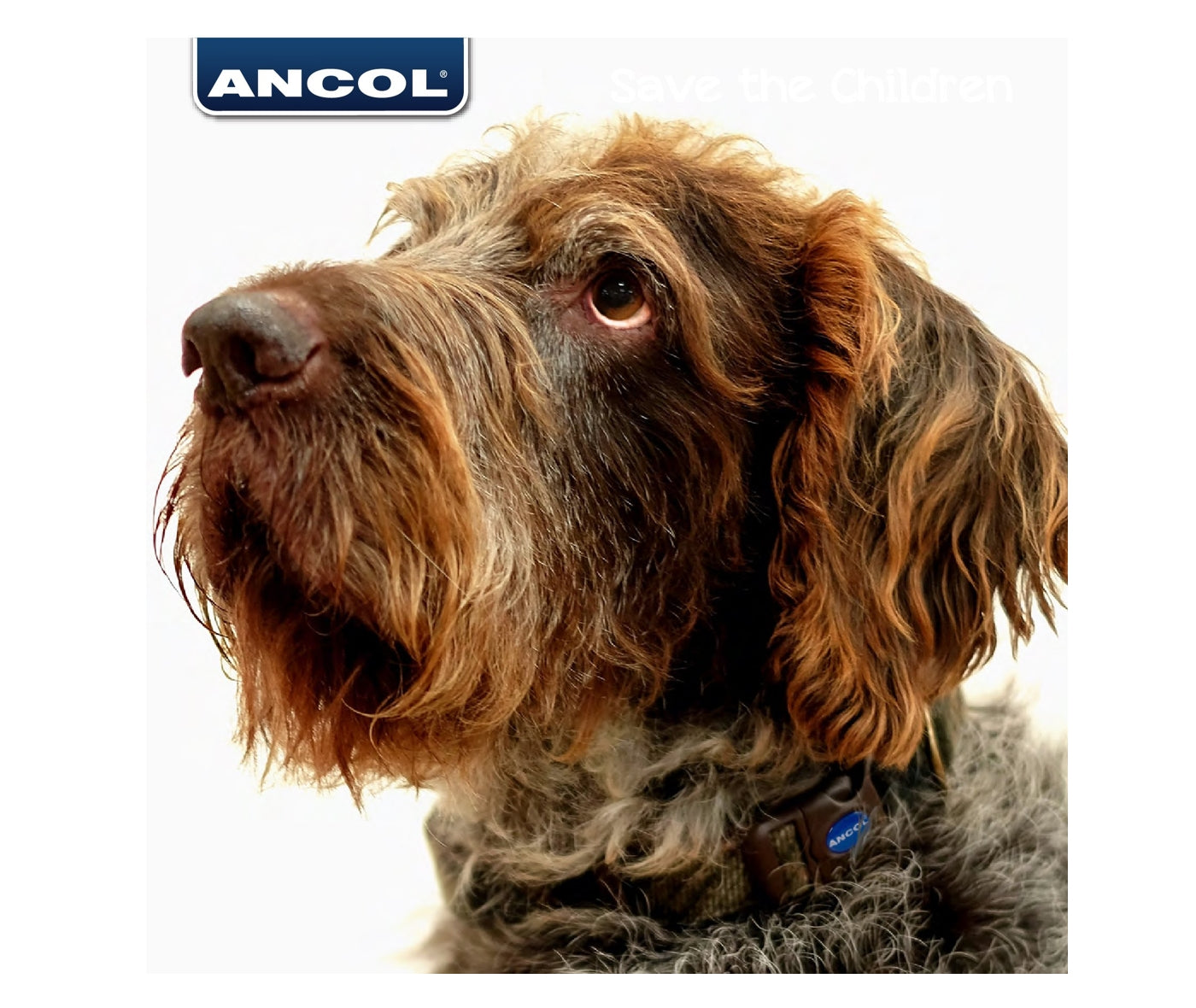 Ancol - Ceramic 'Woof' Dog Bowl - Medium - Buy Online SPR Centre UK