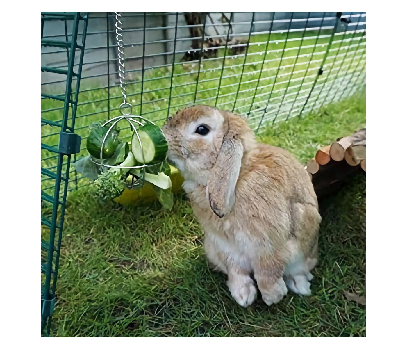 Ancol - Food Ball For Small Animals - Buy Online SPR Centre UK