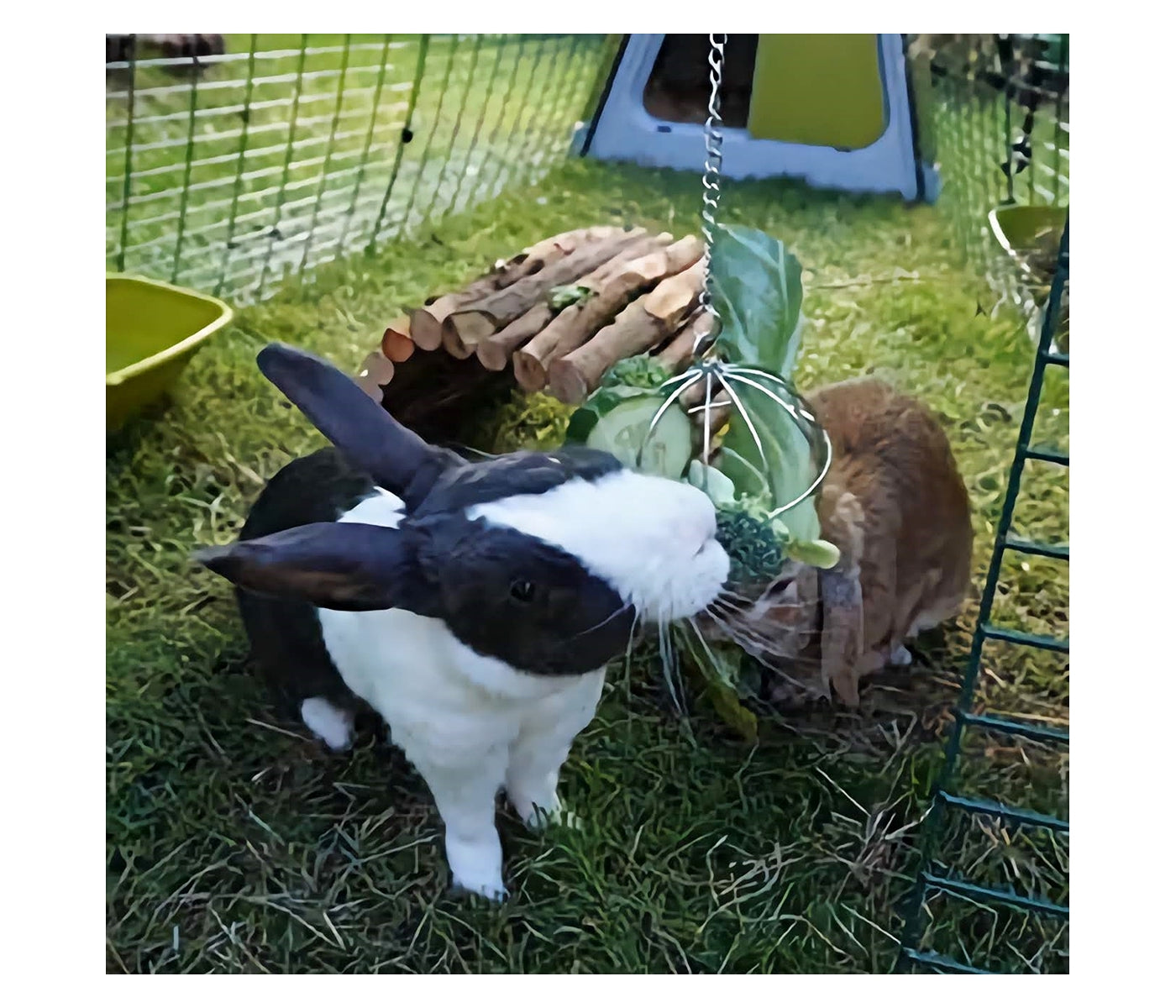 Ancol - Food Ball For Small Animals - Buy Online SPR Centre UK