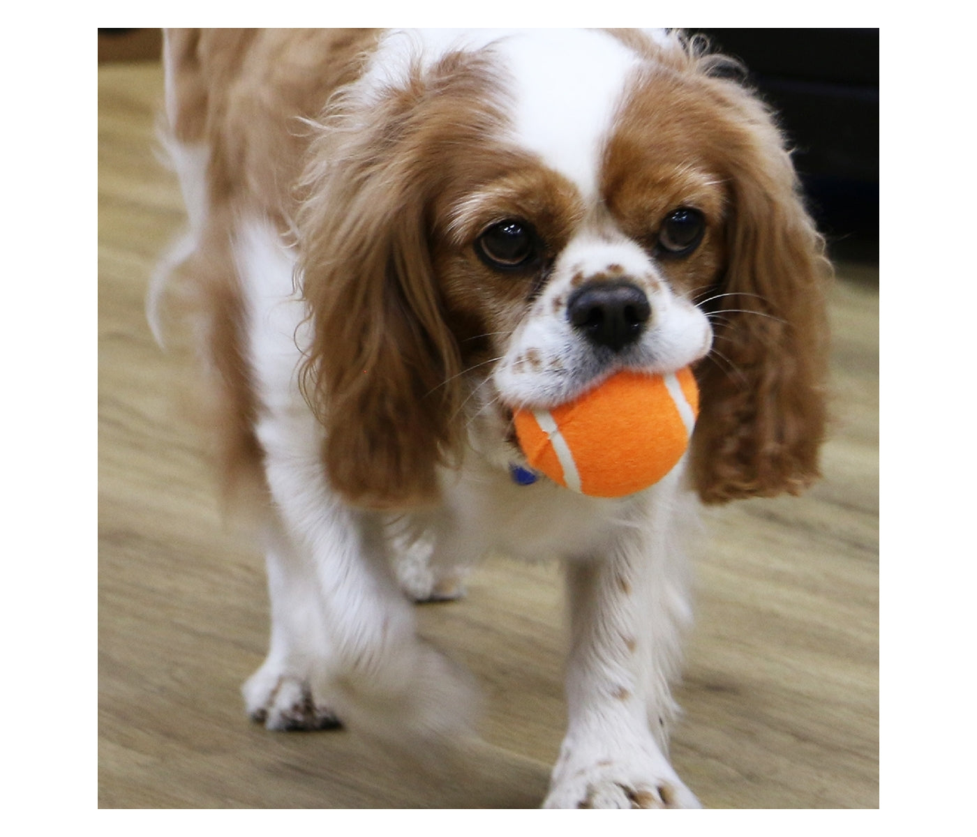 Ancol - High Bounce Tennis Balls | Dog Toys - Buy Online SPR Centre UK