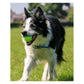 Ancol - High Bounce Tennis Balls | Dog Toys - Buy Online SPR Centre UK