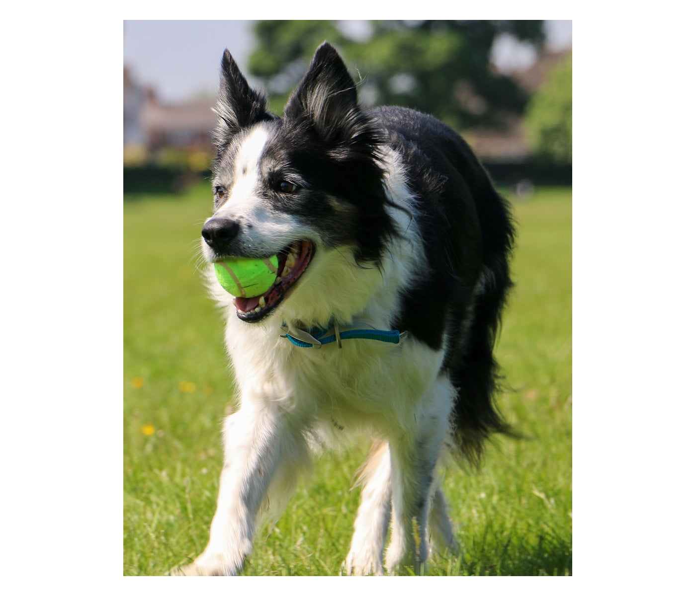 Ancol - High Bounce Tennis Balls | Dog Toys - Buy Online SPR Centre UK
