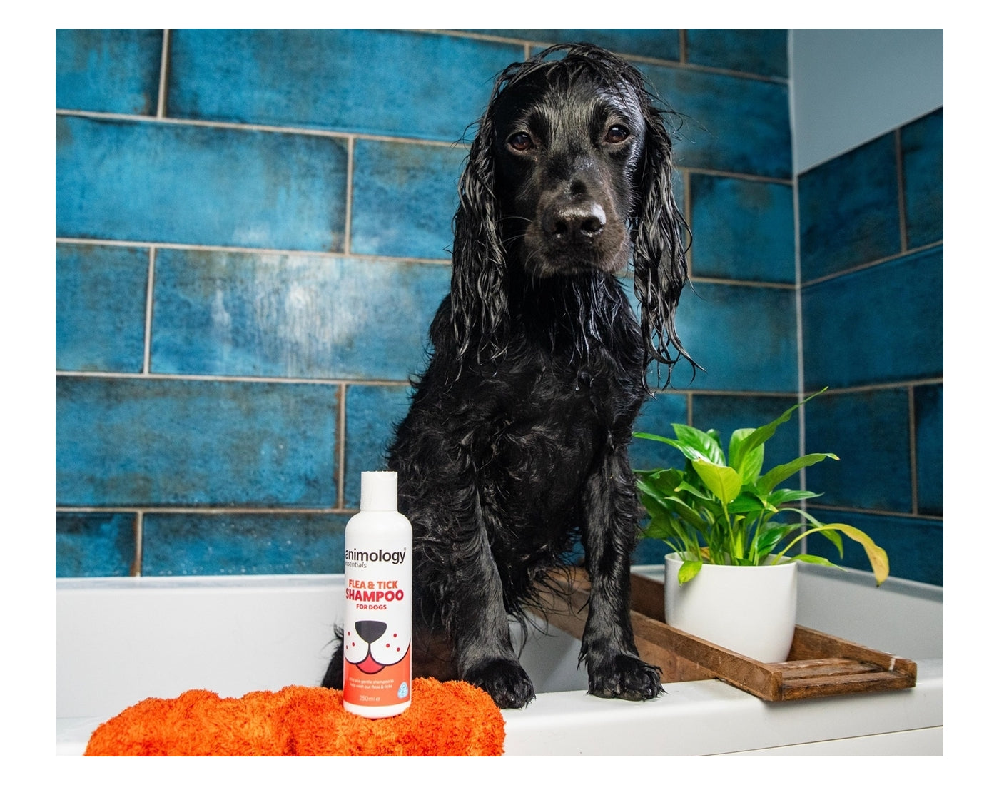 Animology - Essentials Flea & Tick Shampoo 250ml - Buy Online SPR Centre UK