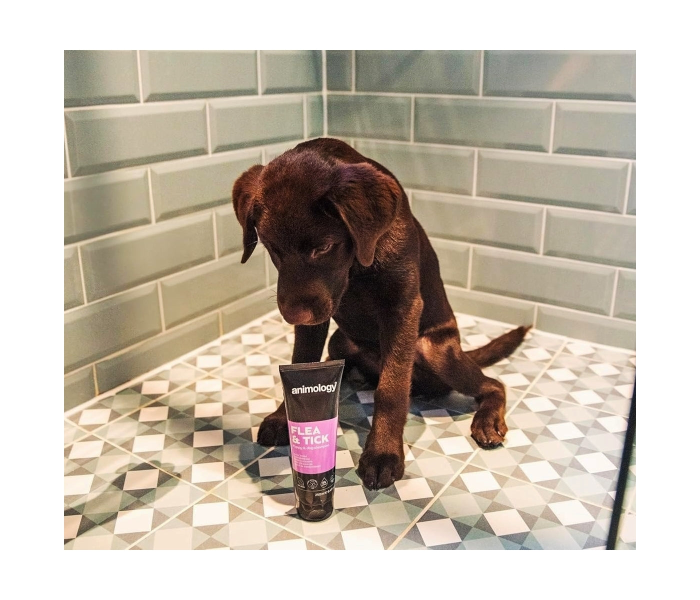 Animology - Flea & Tick Dog Shampoo 250ml - Buy Online SPR Centre UK