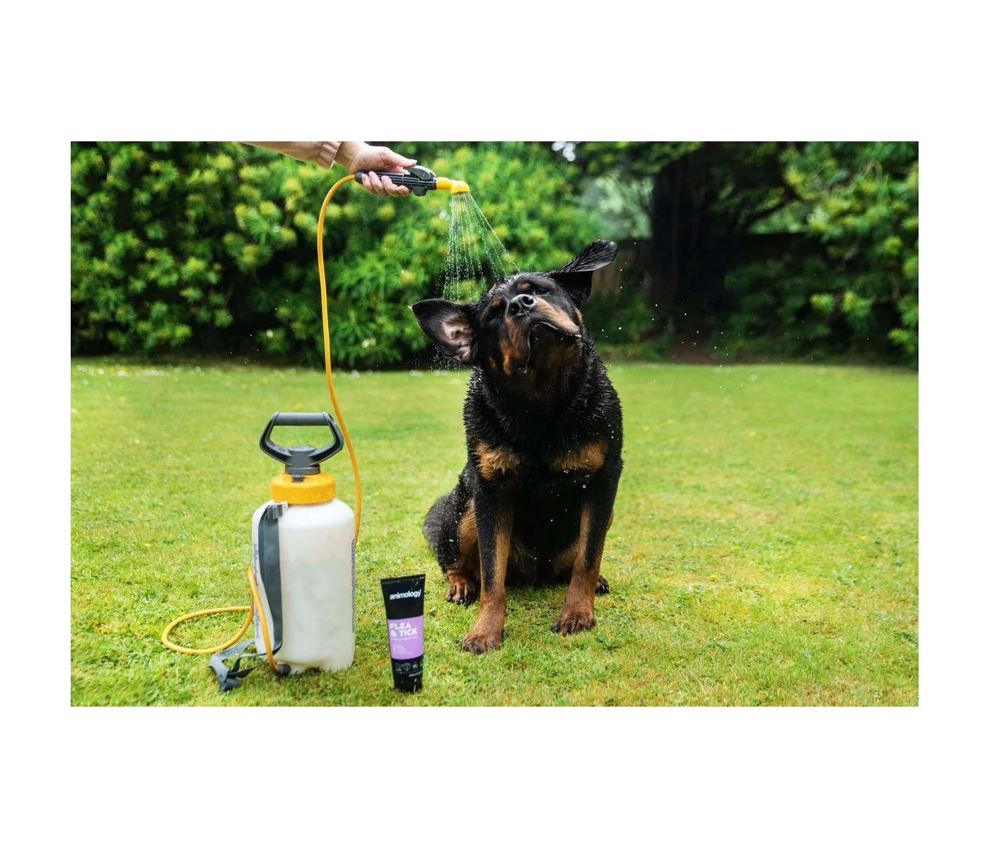Animology - Flea & Tick Dog Shampoo 250ml - Buy Online SPR Centre UK