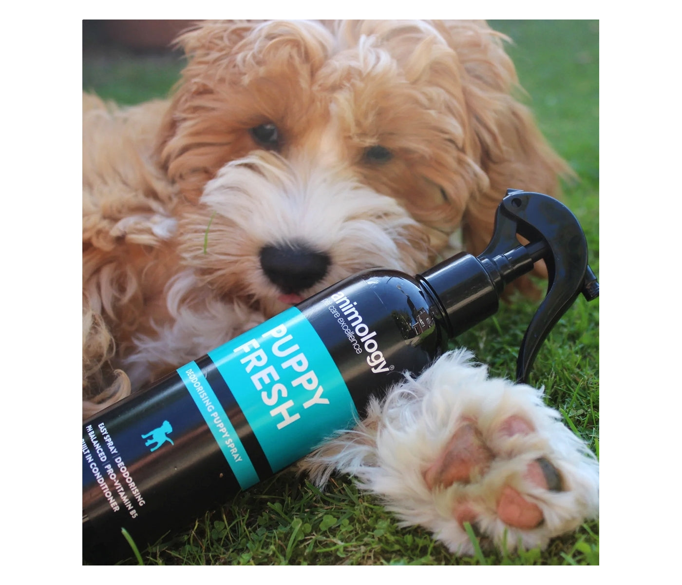 Animology - Puppy Fresh Deodorising Spray - Buy Online SPR Centre UK