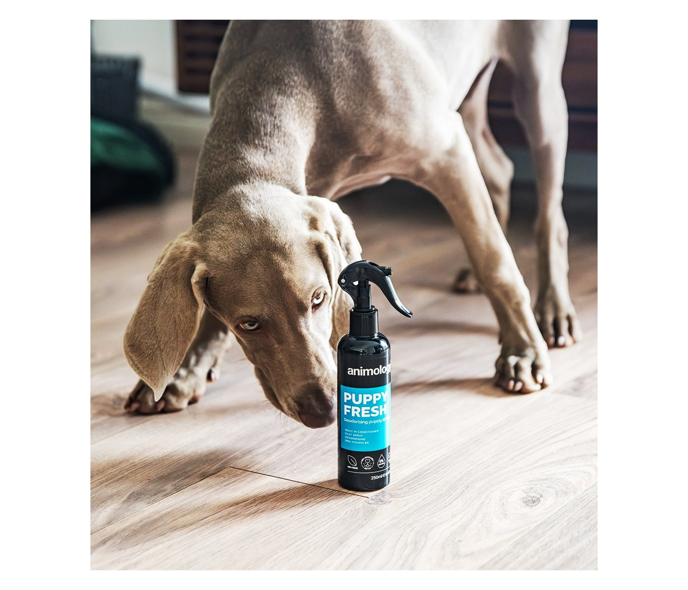 Animology - Puppy Fresh Deodorising Spray - Buy Online SPR Centre UK