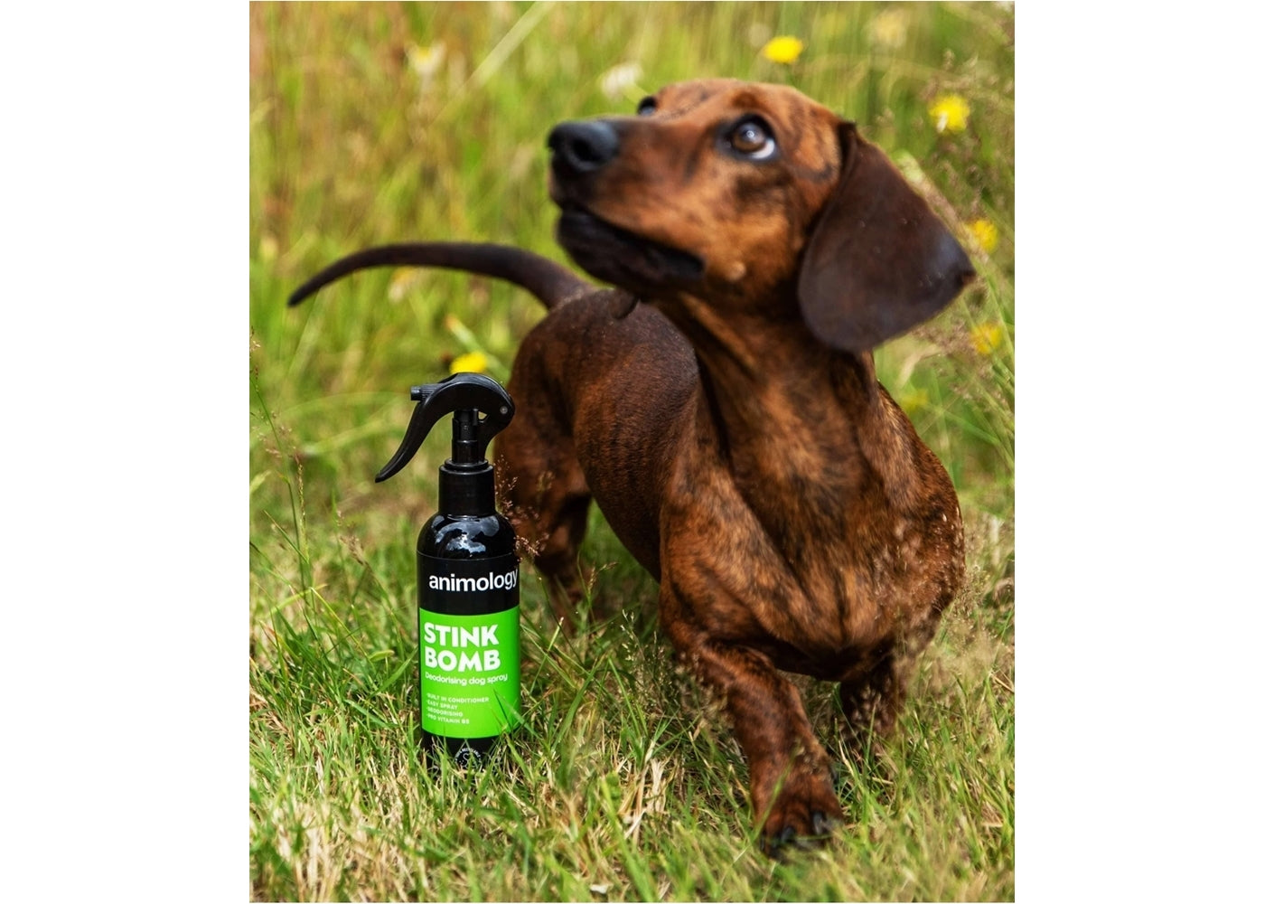 Animology - Stink Bomb Deodorising Dog Spray - Buy Online SPR Centre UK