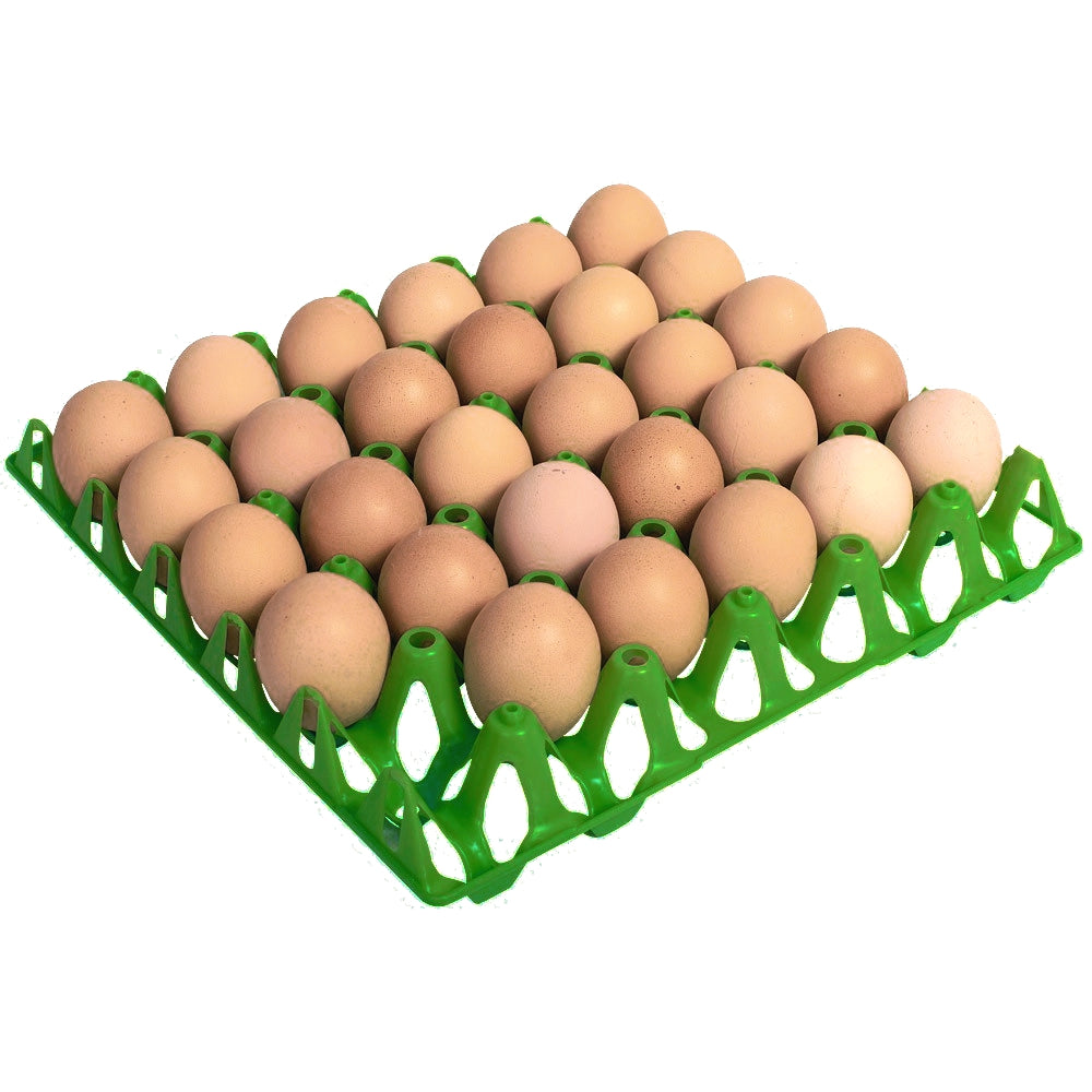 BEC - Plastic Egg Trays (Various Colours) - Buy Online SPR Centre UK