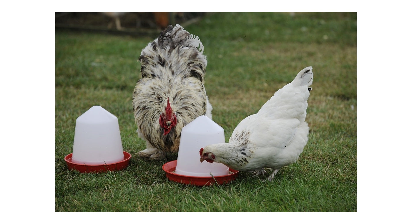 BEC Plastic Feeders for Poultry & Pigeons - Buy Online SPR Centre UK