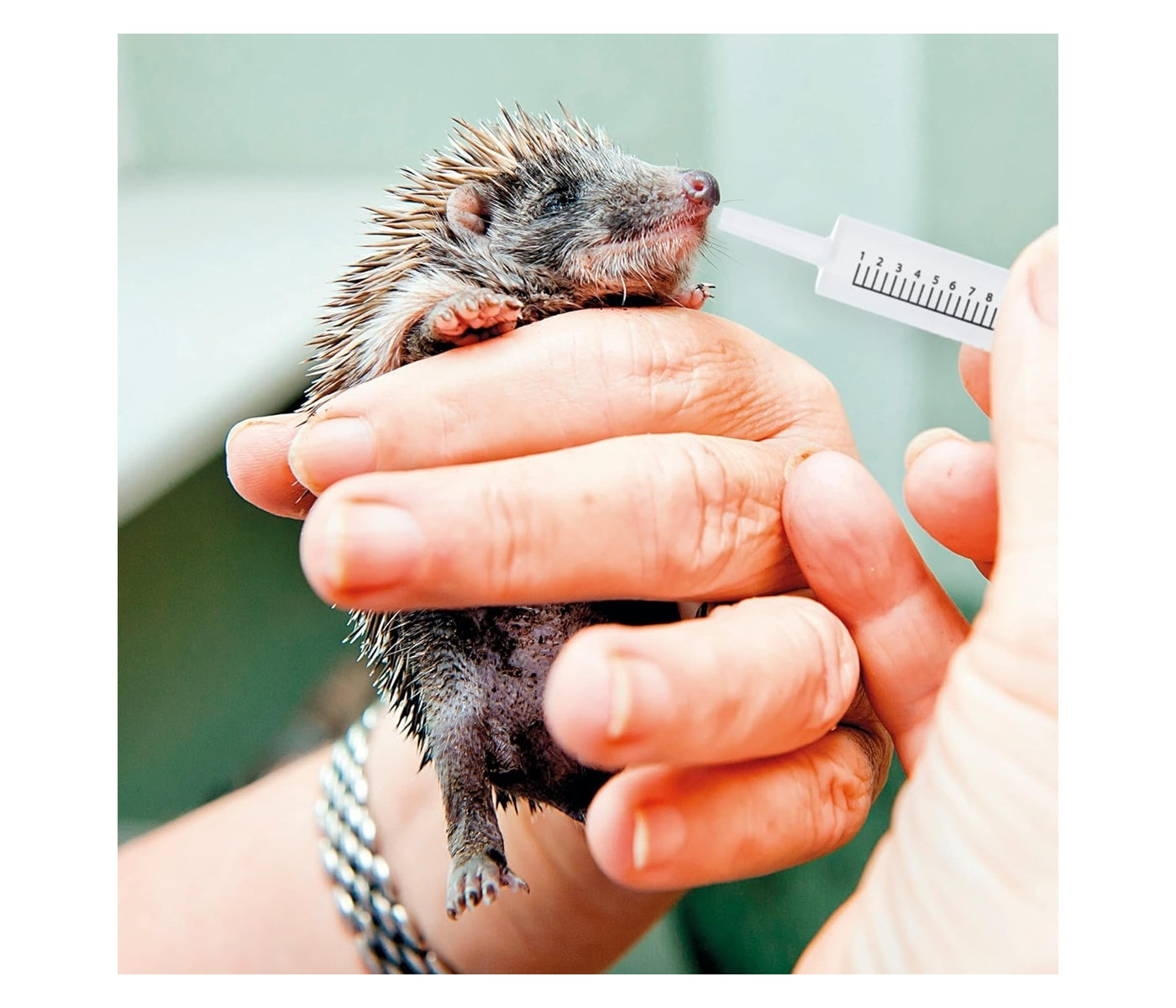 Beaphar - Lactol Feeding Syringes for Small Animals (2 pack) - Buy Online SPR Centre UK