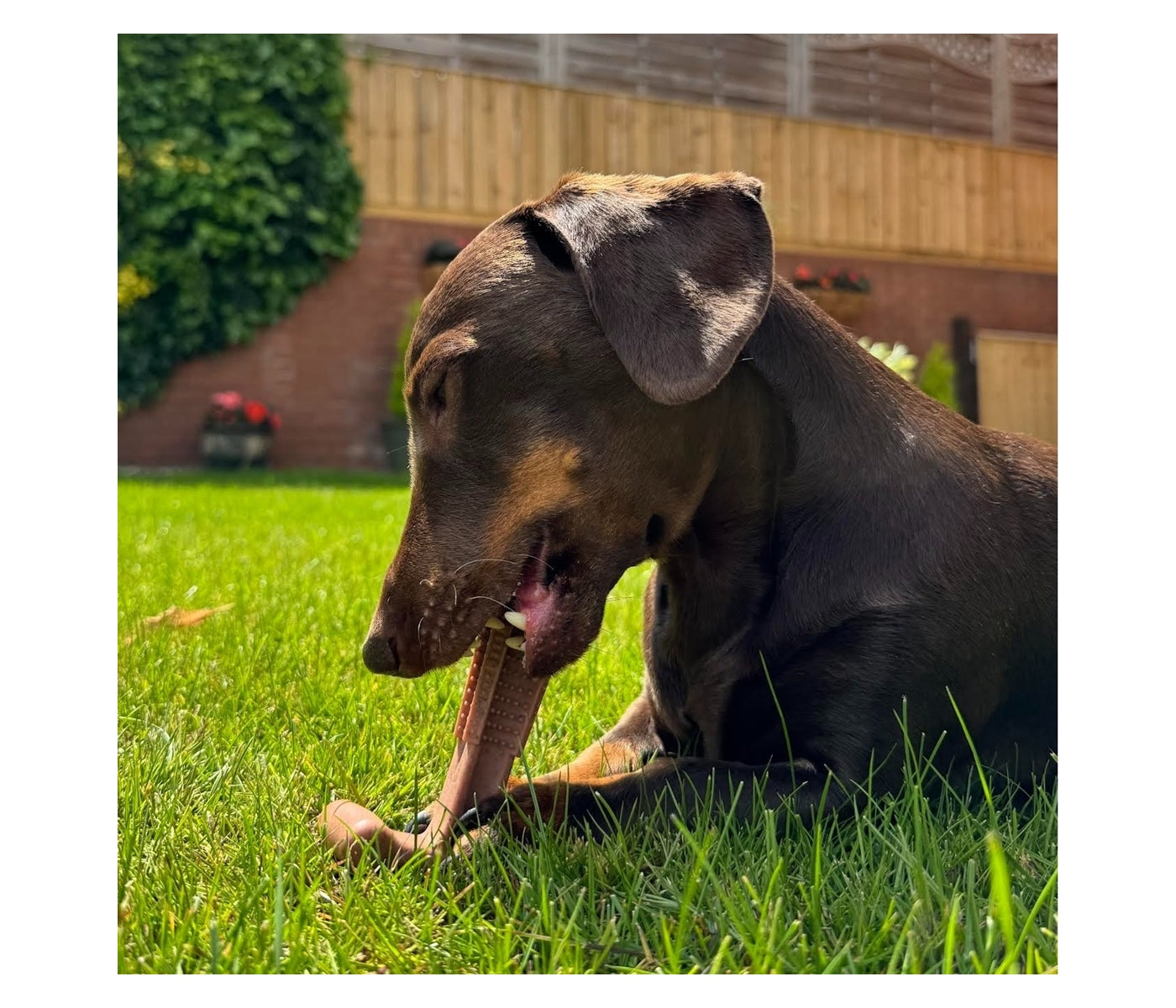 Bamboodles ‘T-Bone’ Beef Flavour Dog Chew (Large) - Buy Online SPR Centre UK