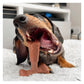 Bamboodles ‘T-Bone’ Beef Flavour Dog Chew (Large) - Buy Online SPR Centre UK