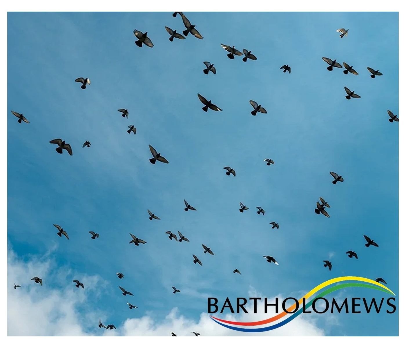 Gem Breed & Wean Pigeon Mix 20kg - Buy Online SPR Centre UK