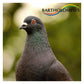 Gem Cowood Special Pigeon Mix 20kg - Buy Online SPR Centre UK