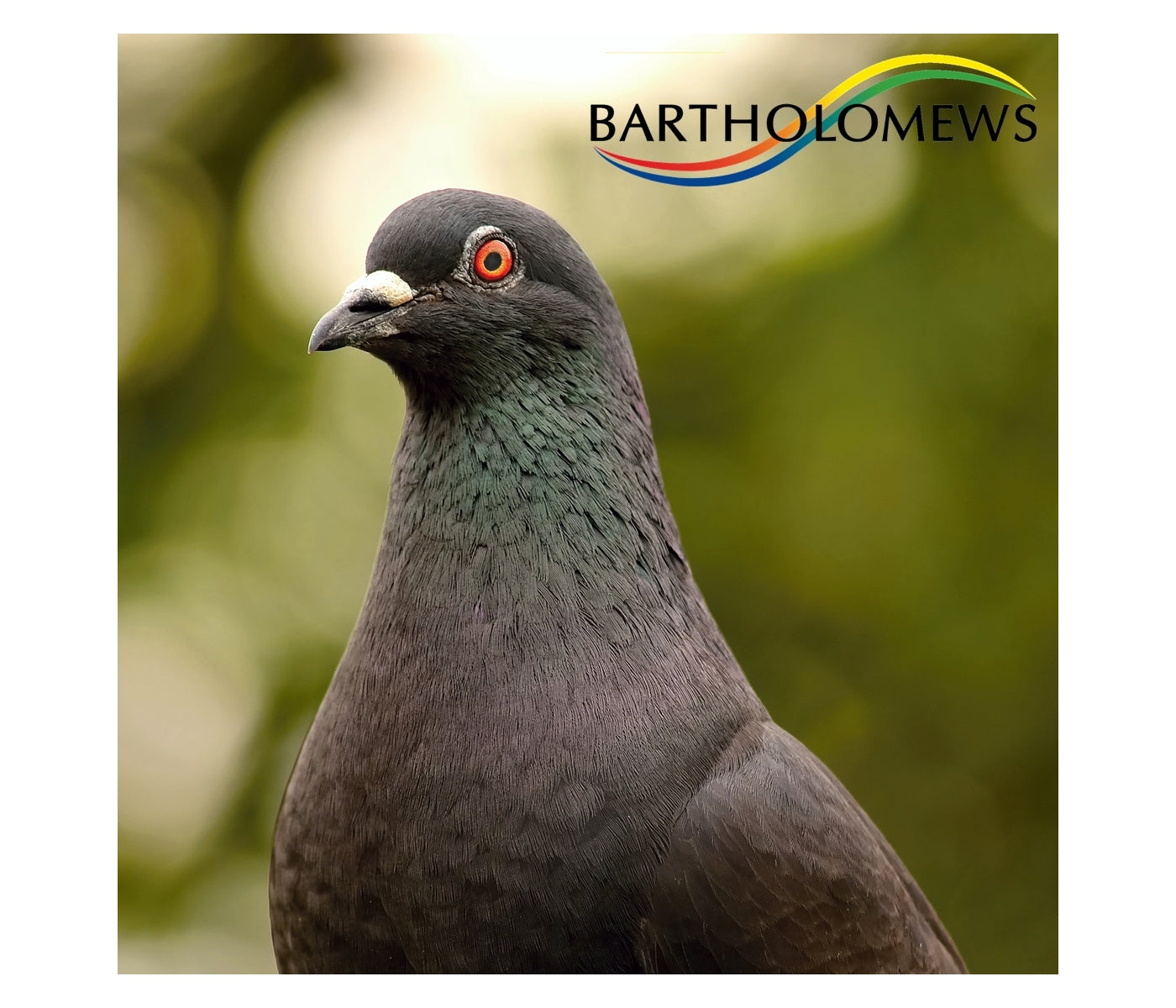 Gem Cowood Special Pigeon Mix 20kg - Buy Online SPR Centre UK