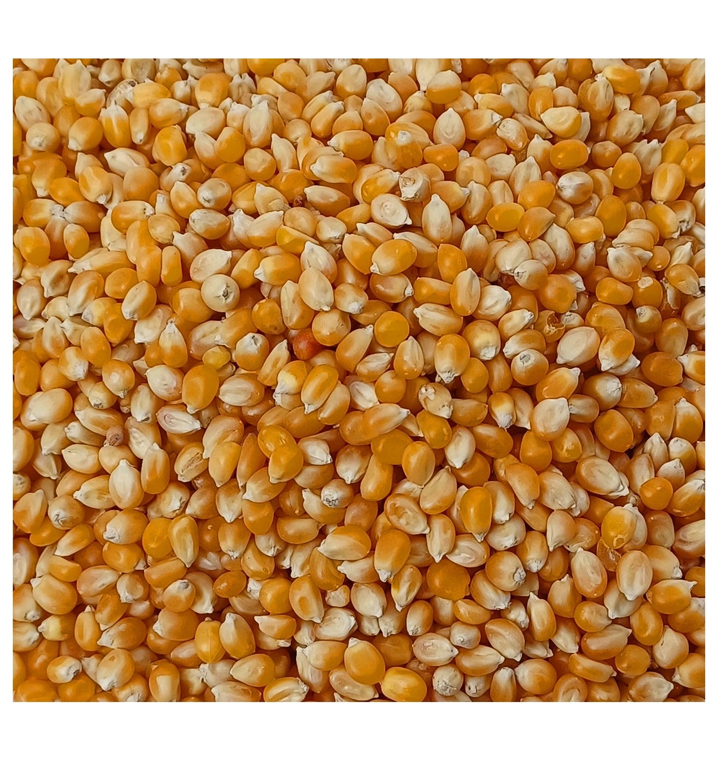 Gem - Popcorn Maize 20kg | Pigeon Food - Buy Online SPR Centre UK