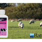 Battles - Embrocation Oil - Buy Online SPR Centre UK