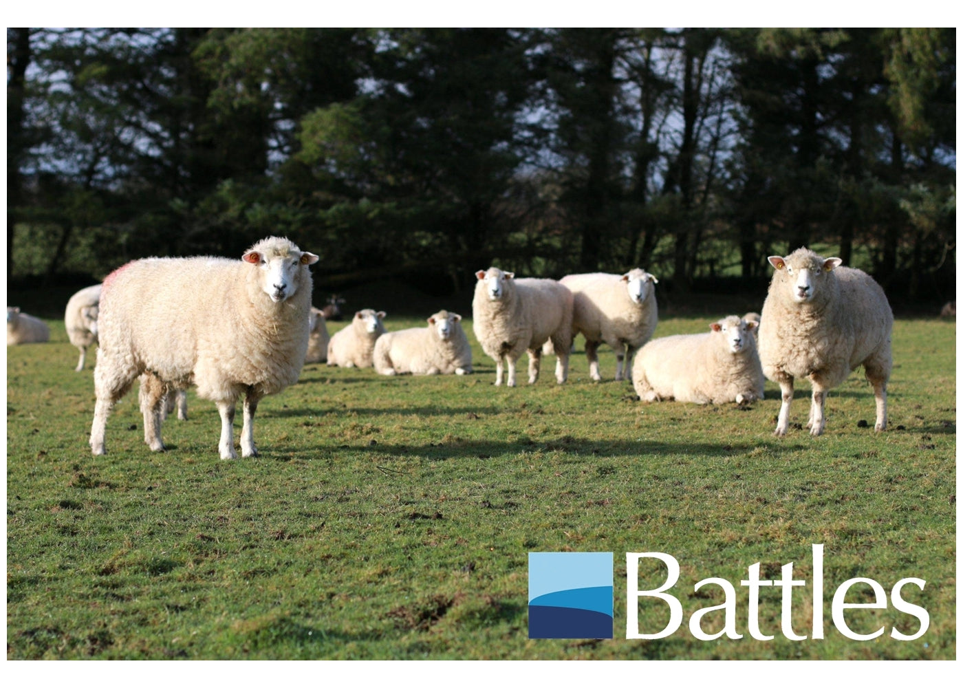 Battles - Lamb Reviver and Tonic - Buy Online SPR Centre UK