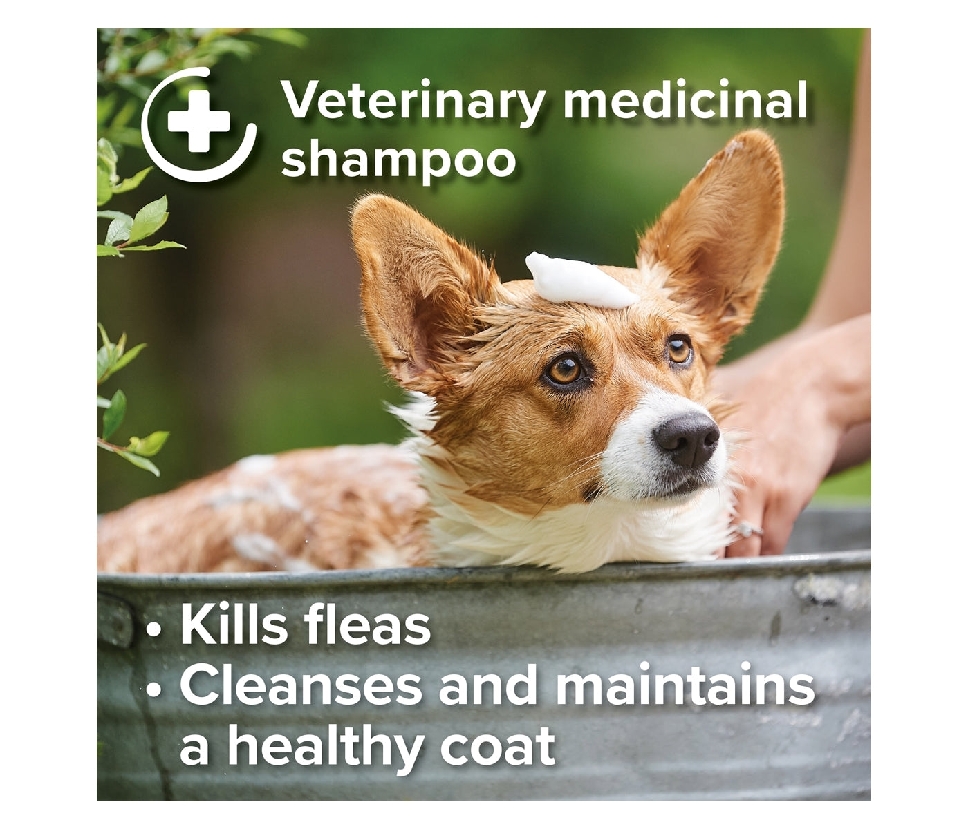 Beaphar - Insecticidal Shampoo for Dogs - Buy Online SPR Centre UK
