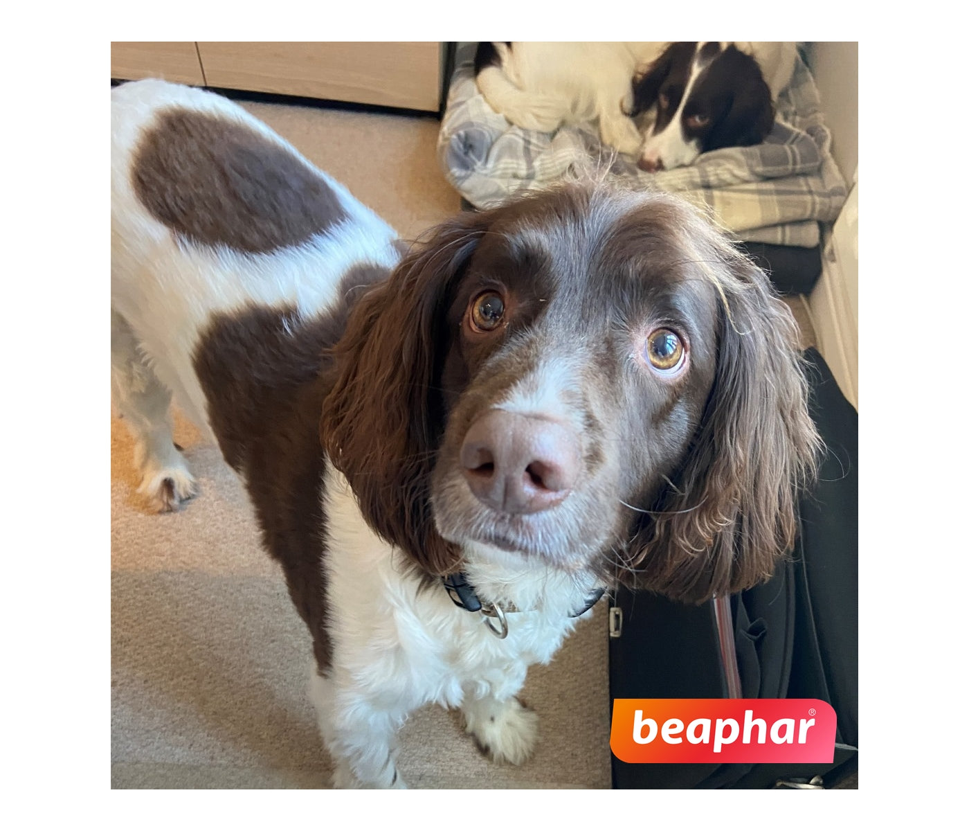 Beaphar - Insecticidal Shampoo for Dogs - Buy Online SPR Centre UK