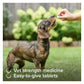 Beaphar - One Dose Worming Tablets for Small Dogs up to 6kg (3 Tablets) - Buy Online SPR Centre UK
