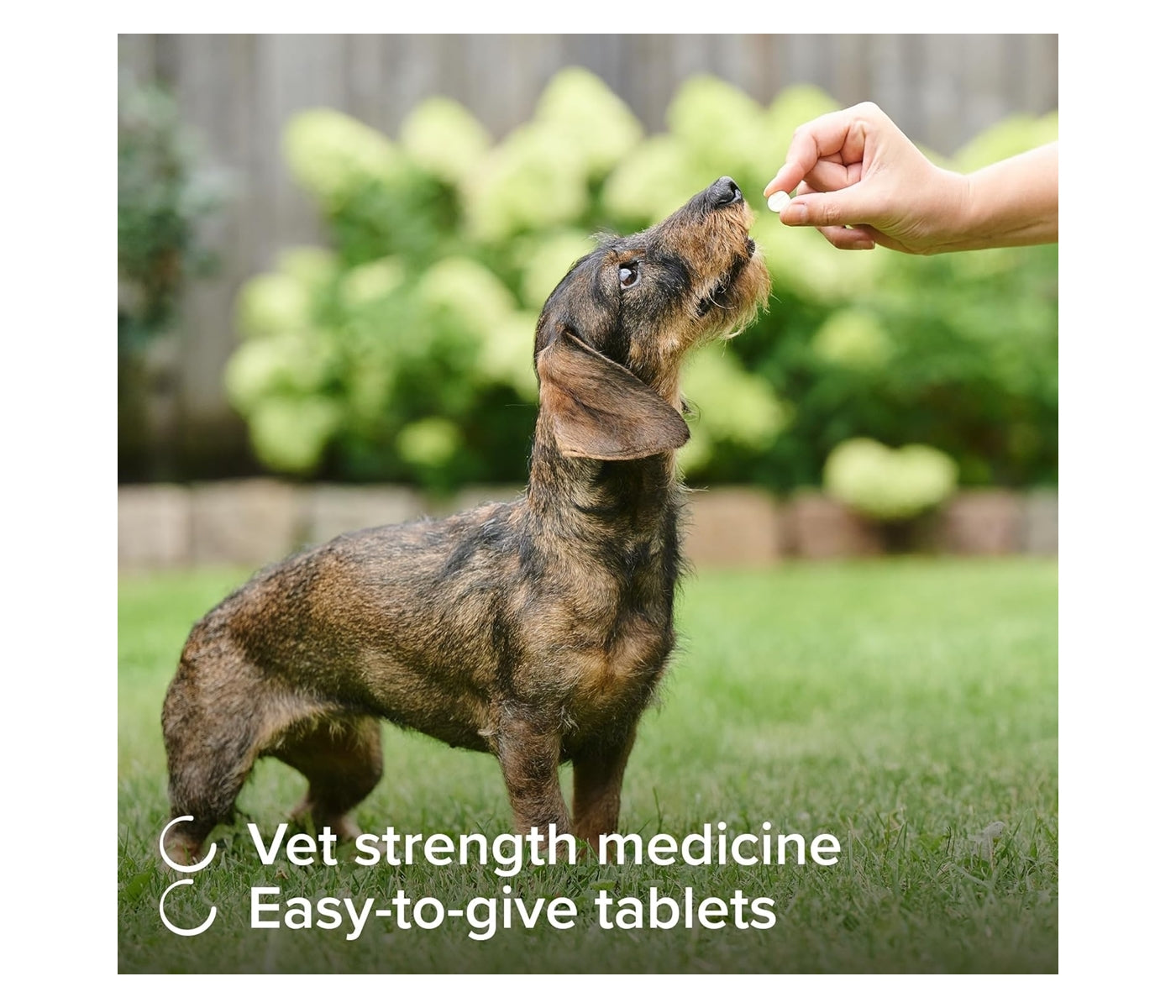 Beaphar - One Dose Worming Tablets for Small Dogs up to 6kg (3 Tablets) - Buy Online SPR Centre UK