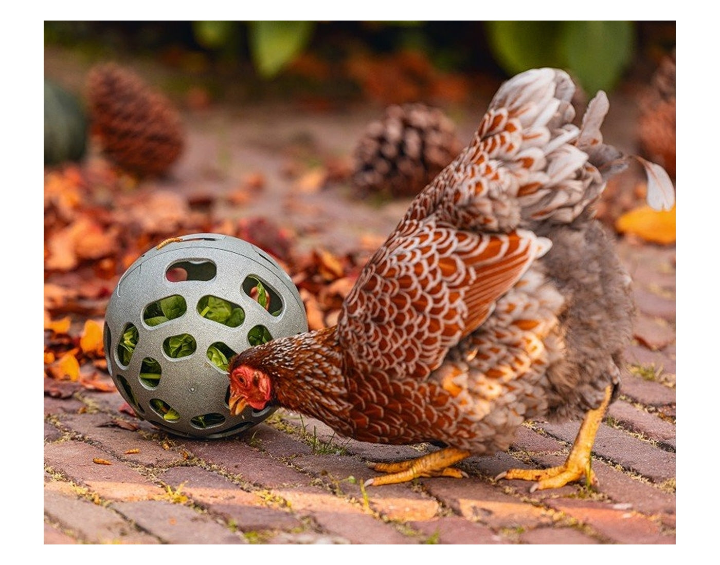 Beeztees - Chicken Snack Ball - Buy Online SPR Centre UK