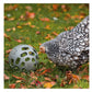 Beeztees - Chicken Snack Ball - Buy Online SPR Centre UK