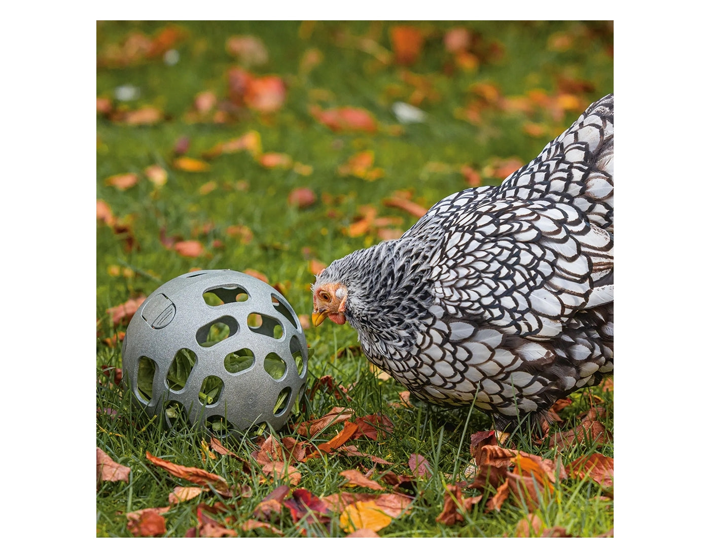 Beeztees - Chicken Snack Ball - Buy Online SPR Centre UK