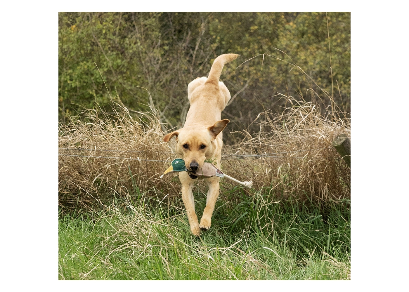 Benji & Flo - Drake the Duck - Suede Dog Toy - Buy Online SPR Centre UK
