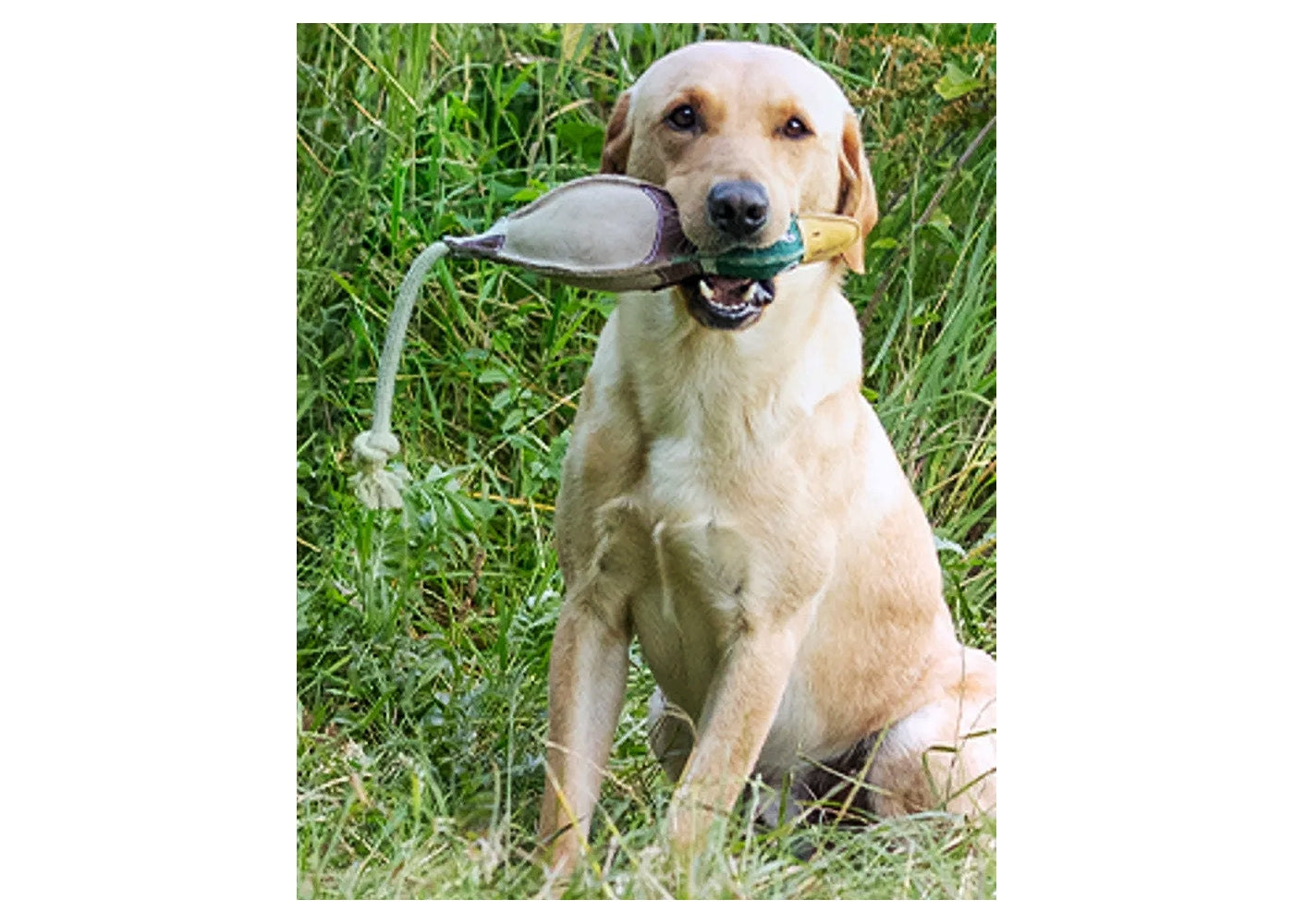 Benji & Flo - Drake the Duck - Suede Dog Toy - Buy Online SPR Centre UK