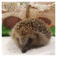 Brambles - Crunchy Hedgehog Food 900g - Buy Online SPR Centre UK