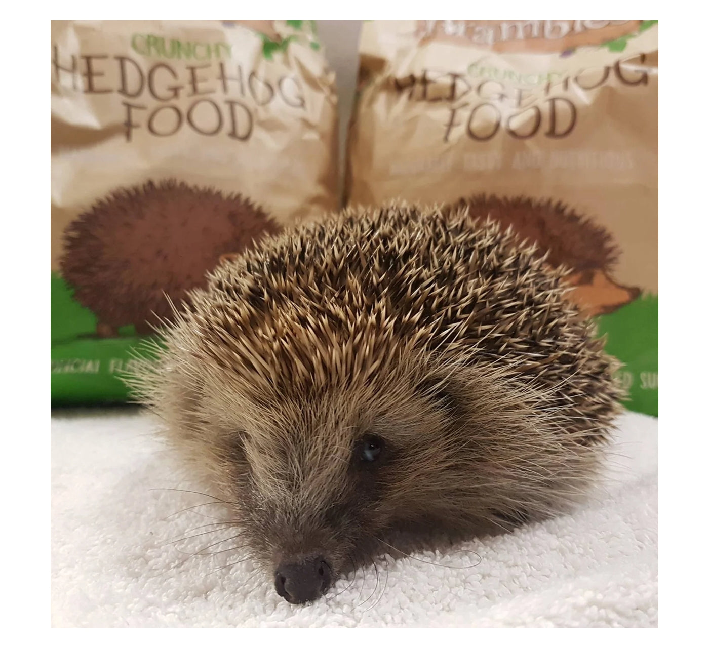 Brambles - Crunchy Hedgehog Food 900g - Buy Online SPR Centre UK