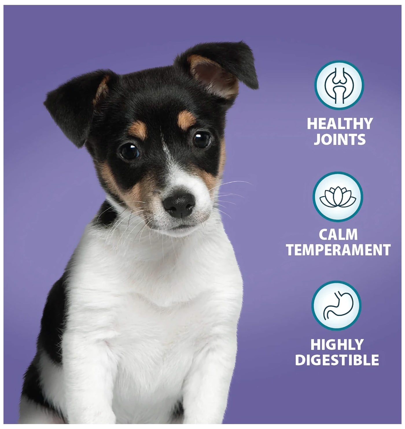 Burns - Mini Puppy/Junior (Chicken & Rice) - Buy Online SPR Centre UK