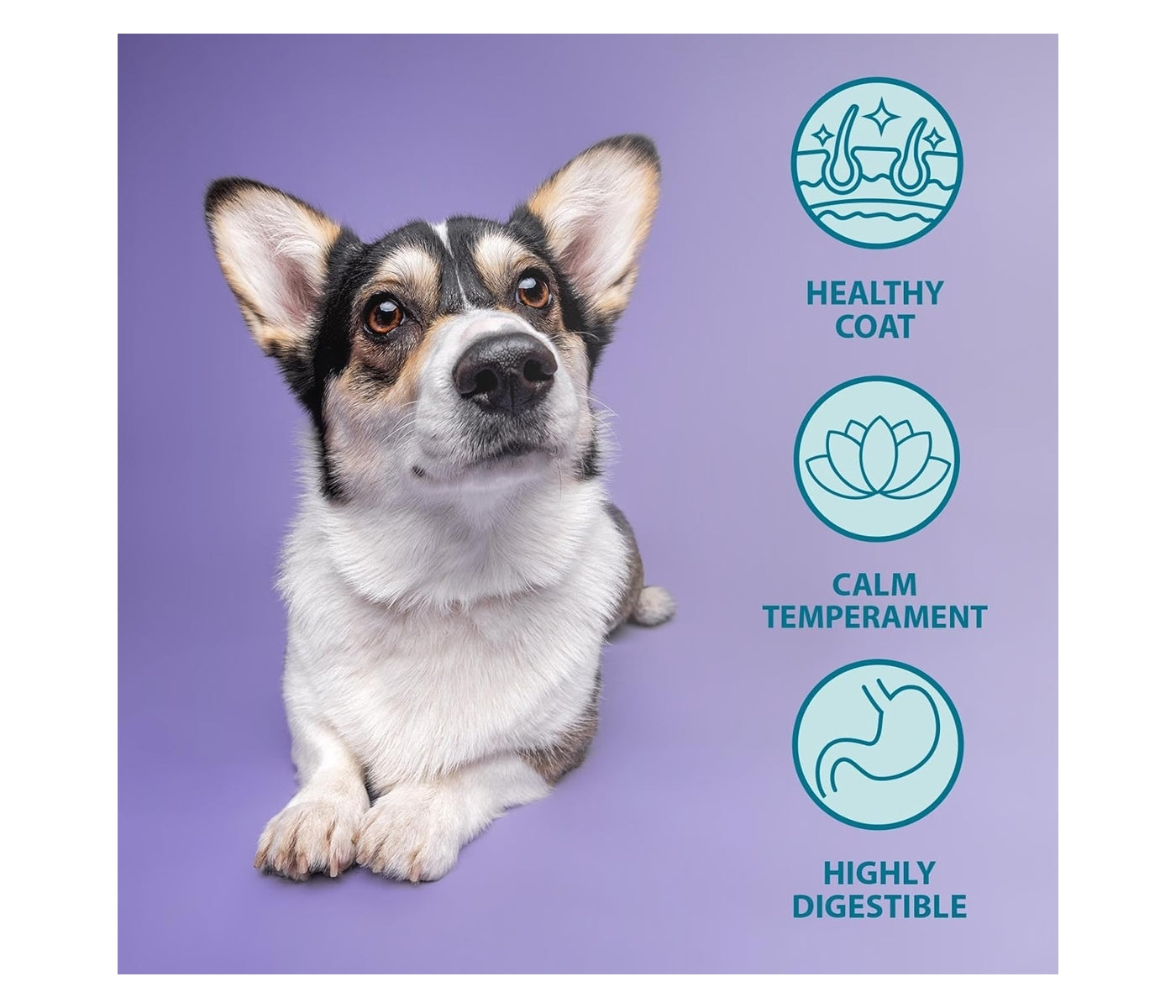 Burns - Puppy/Junior Lamb & Rice - Buy Online SPR Centre UK