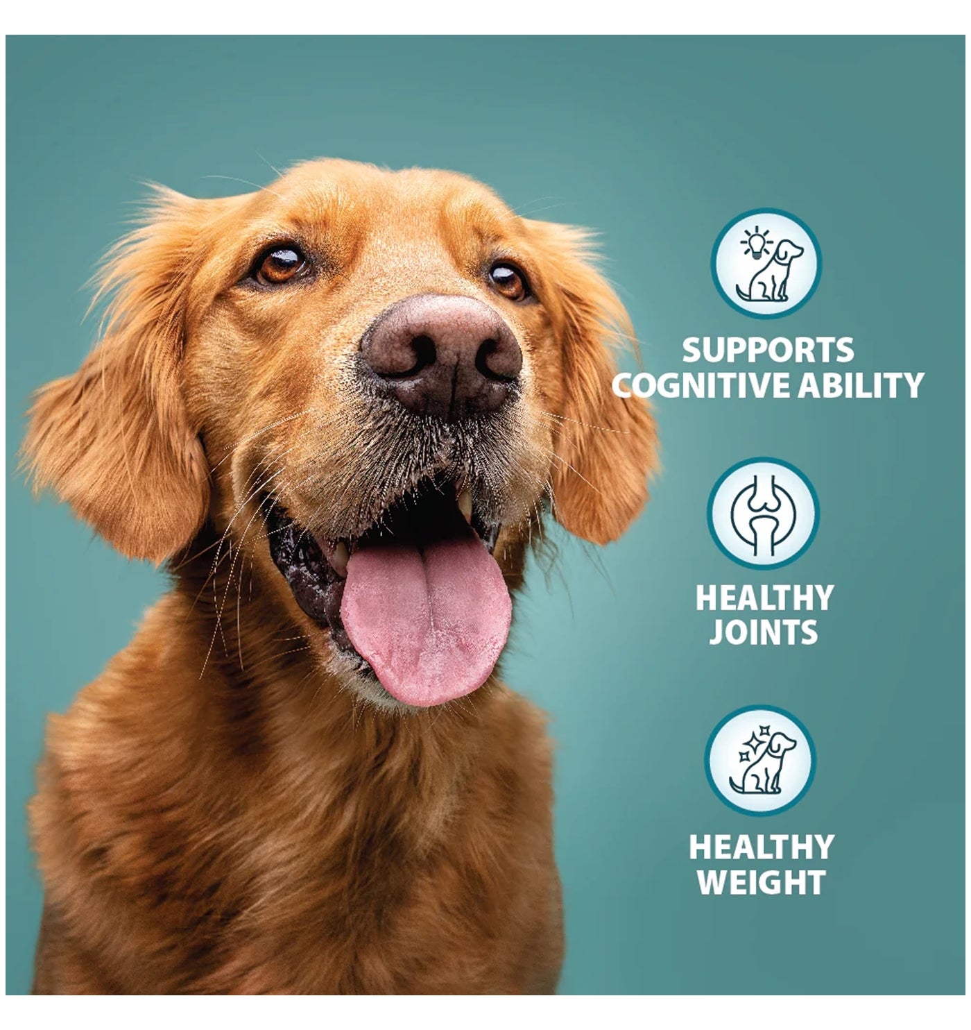 Burns - Senior+ Toy & Small Breed Dog Food - Buy Online SPR Centre UK