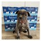 Butchers - Grain Free Puppy Perfect Variety Pack 6x400g - Buy Online SPR Centre UK