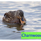 Charnwood - Marine Duck Floating Pellets 15kg - Buy Online SPR Centre UK