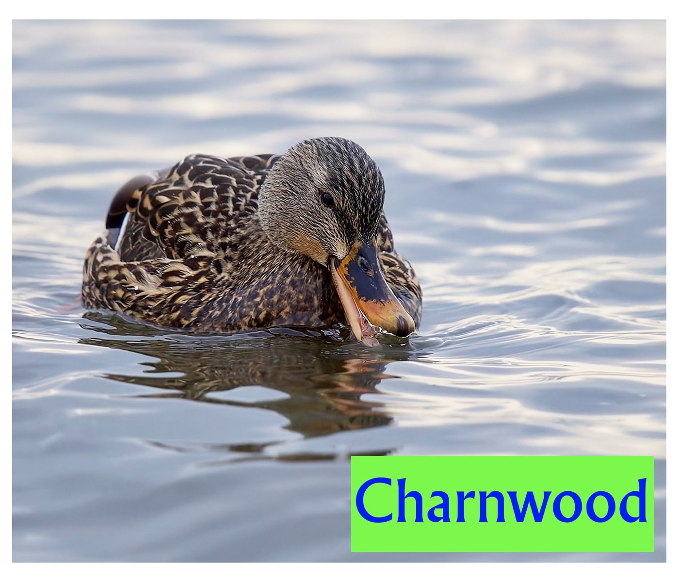 Charnwood - Marine Duck Floating Pellets 15kg - Buy Online SPR Centre UK