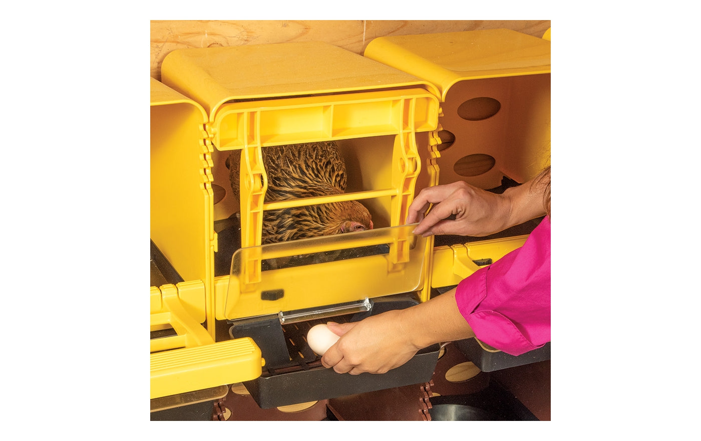 Chick Box - Rollout Nest Bottom - Buy Online SPR Centre UK